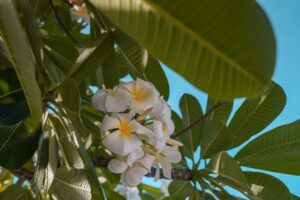 white plumeria flowers on tree branch