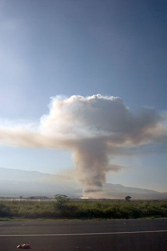 ban the burn maui cane fields